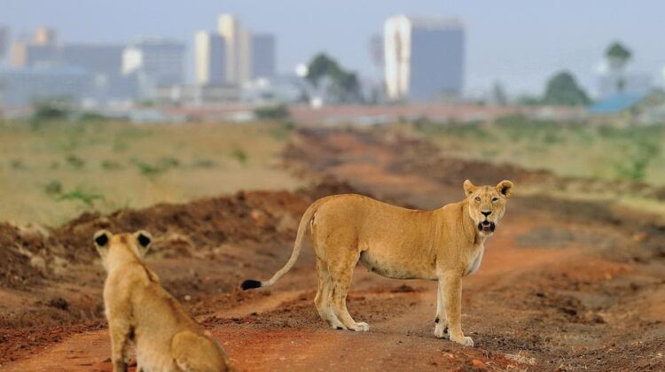 1 Day Nairobi National Park & City Tour Excursion