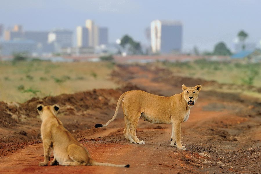 1 Day Nairobi National Park & City Tour Excursion