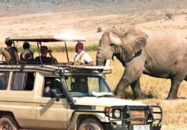 10 Day Kenya And Tanzania Safari Tour Exploring 6 Iconic Parks