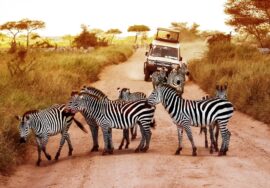 14 DAYS - 9 PARKS ULTIMATE KENYA-TANZANIA SAFARI