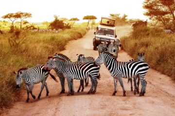 14 DAYS - 9 PARKS ULTIMATE KENYA-TANZANIA SAFARI