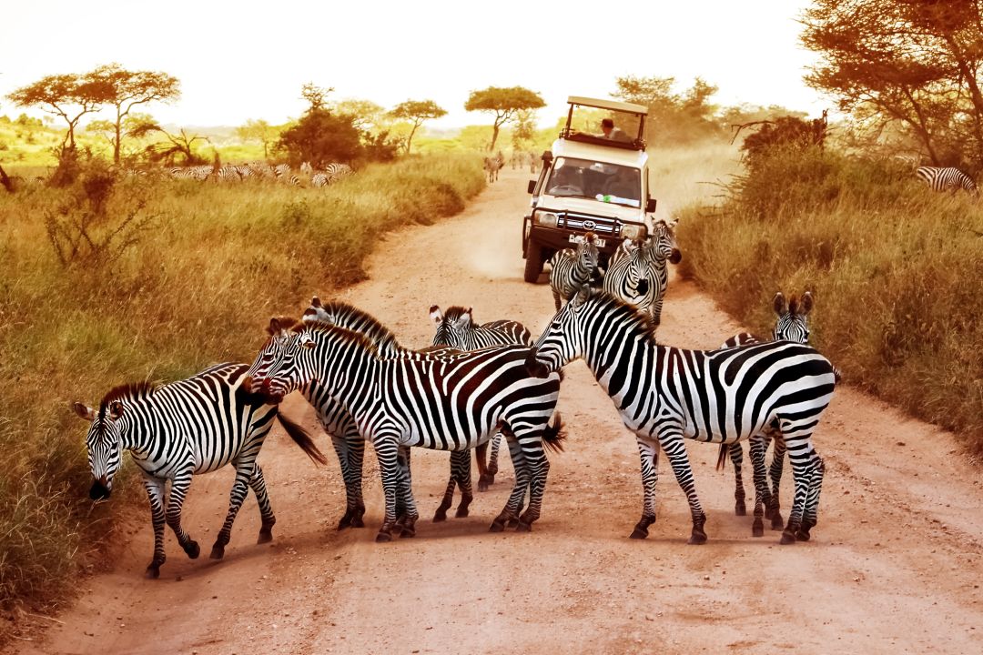 14 DAYS - 9 PARKS ULTIMATE KENYA-TANZANIA SAFARI