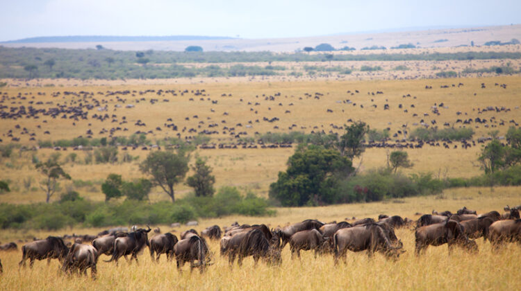 14 of Best Places to Go for a Day Trip in Kenya