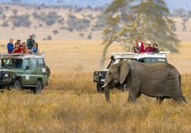 3-DAY TASTE OF TANZANIA SAFARI