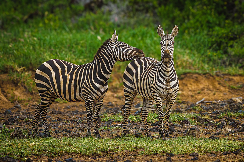 3. Tsavo National Parks (East & West)