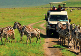 5 DAYS, 3 PARKS TANZANIA WILDLIFE SAFARI