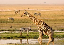 8-Day Kenya and Tanzania Safari