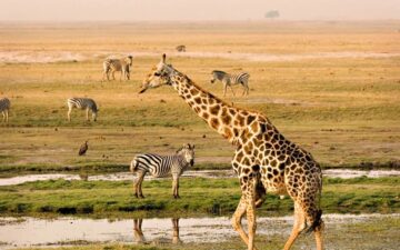 8-Day Kenya and Tanzania Safari