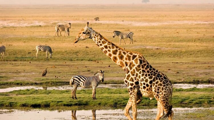 8-Day Kenya and Tanzania Safari