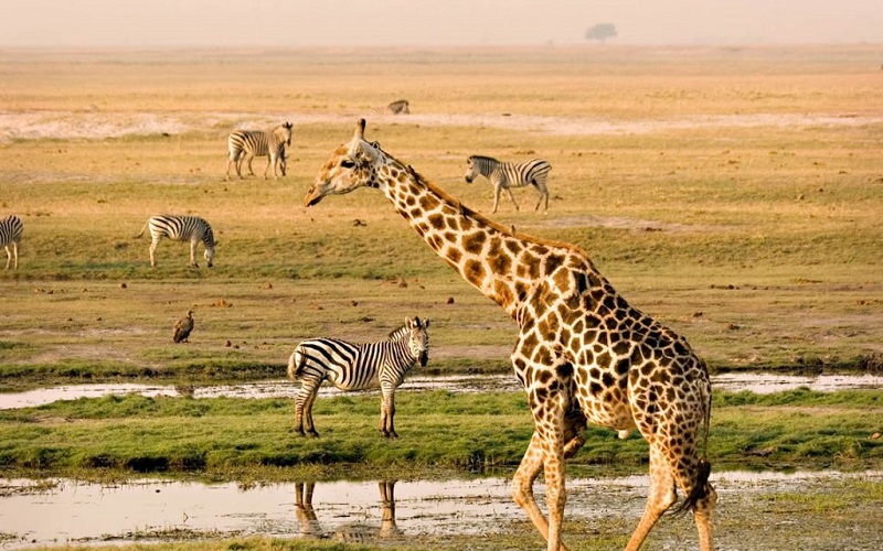 8-Day Kenya and Tanzania Safari