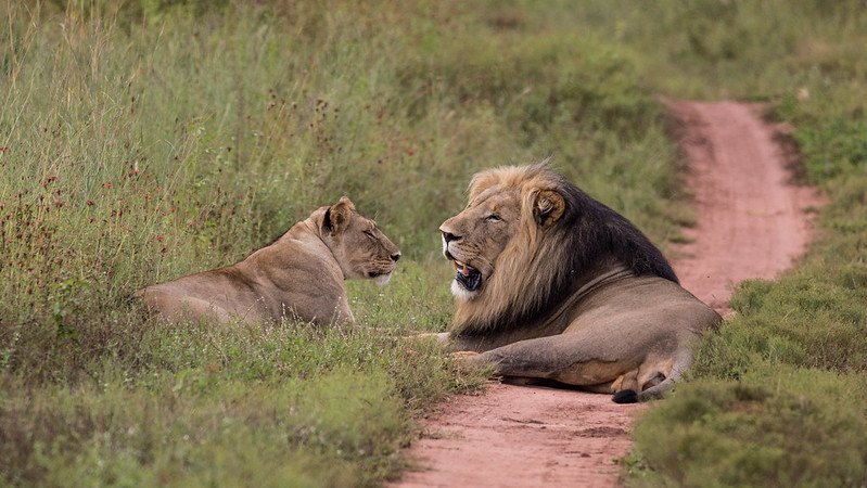 A Day In the Life of an African Safari