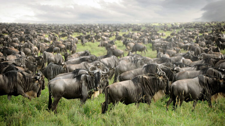 A Guide to the Great Migration in Tanzania
