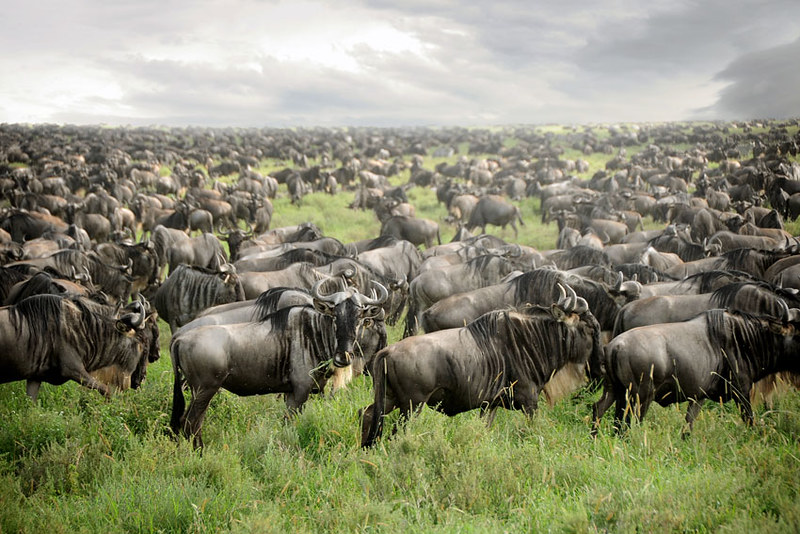 A Guide to the Great Migration in Tanzania