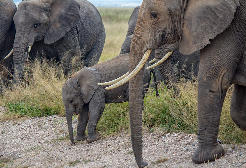 Amboseli National Park