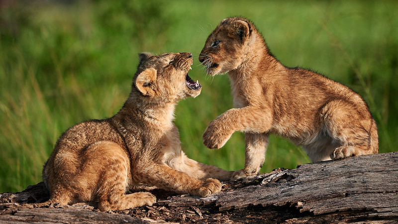 An Electronic Hunt for Lions & Rhinos