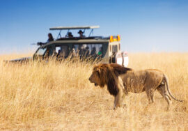 BEST OF KENYA TANZANIA SAFARI
