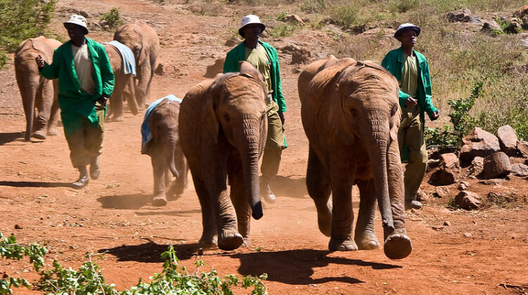 Baby Elephants On Parade at the Nairobi Orphanage