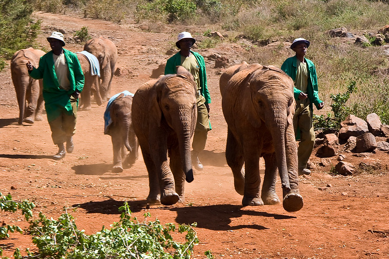 Baby Elephants On Parade at the Nairobi Orphanage