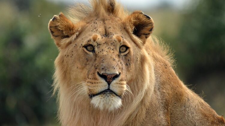 Best Places to See Lions in the Wild