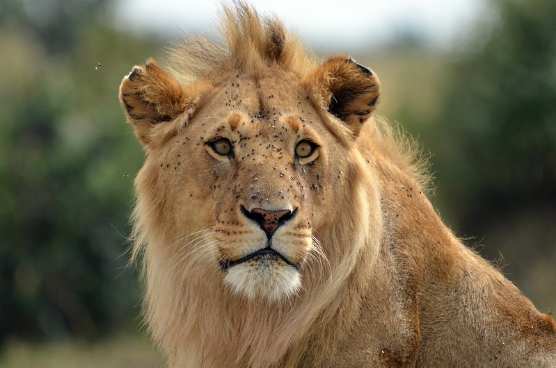 Best Places to See Lions in the Wild