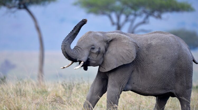 Best Wild Animals to See in Kenya