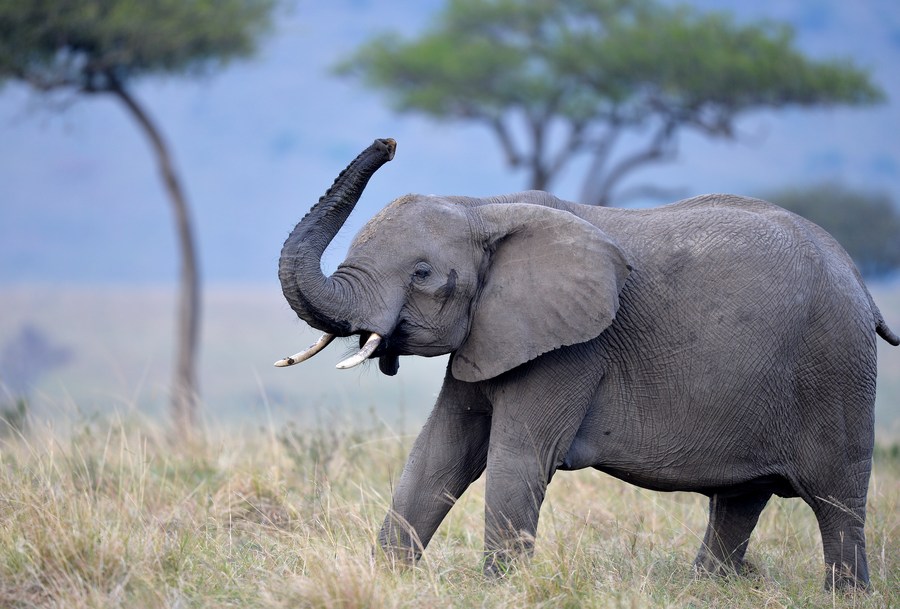 Best Wild Animals to See in Kenya