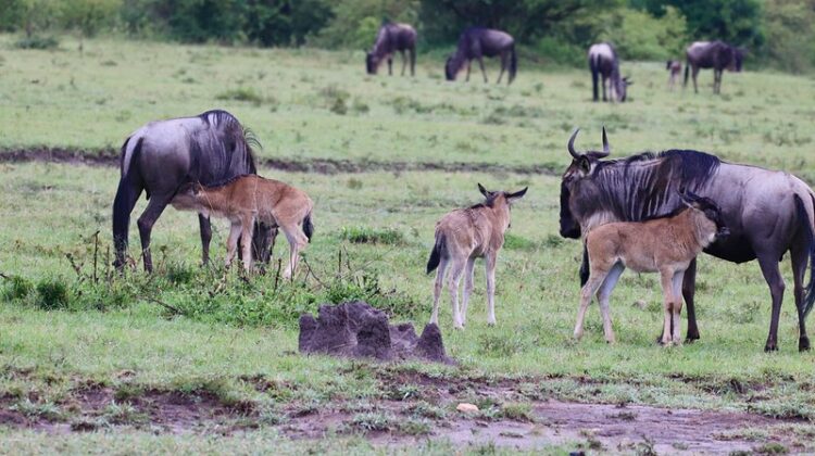 Book Now For The Wildebeest Calving Season