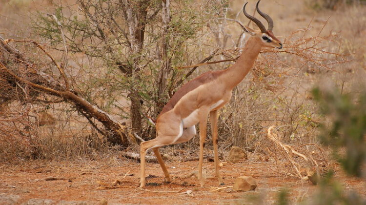 Booking Your Safari Trips to Kenya