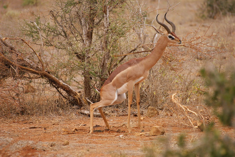 Booking Your Safari Trips to Kenya