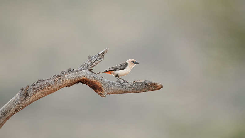 Buffalo Weavers