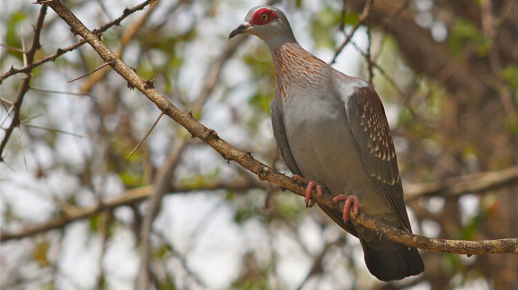 Conservancies – Kenya’s Hidden Parks
