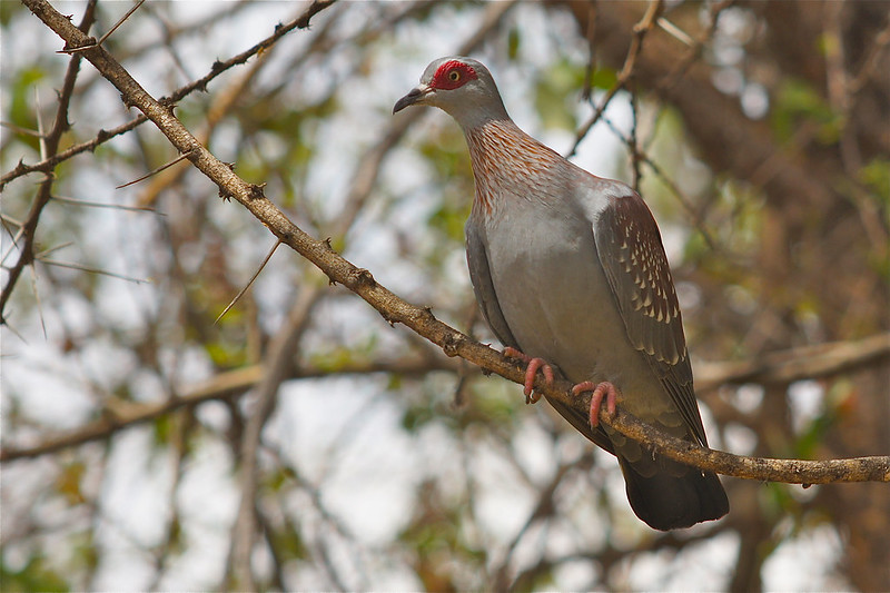Conservancies – Kenya’s Hidden Parks