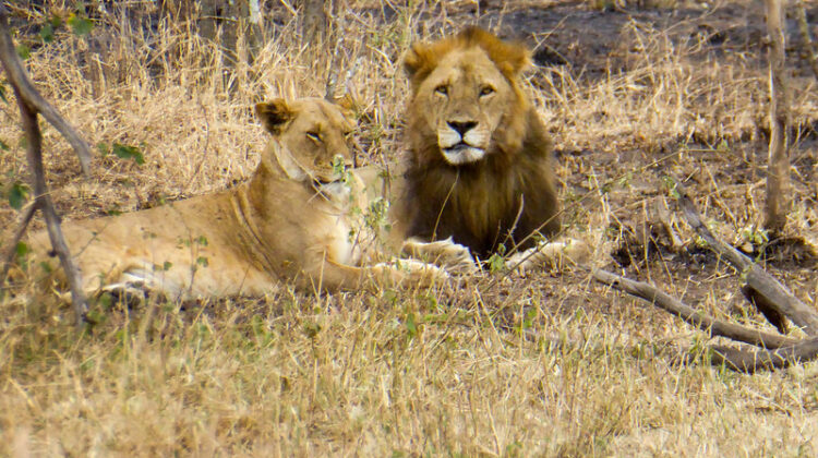 Discover Our KenyaTanzania Combined Safaris