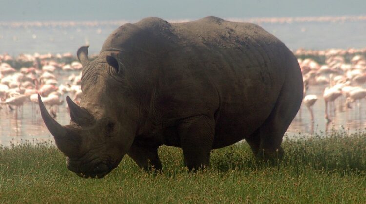 Discover The Big Five Animals in Kenya