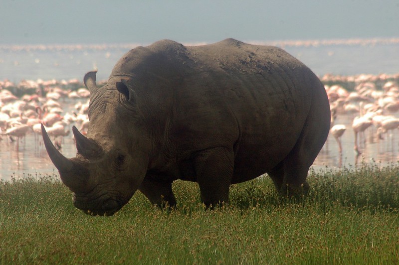 Discover The Big Five Animals in Kenya