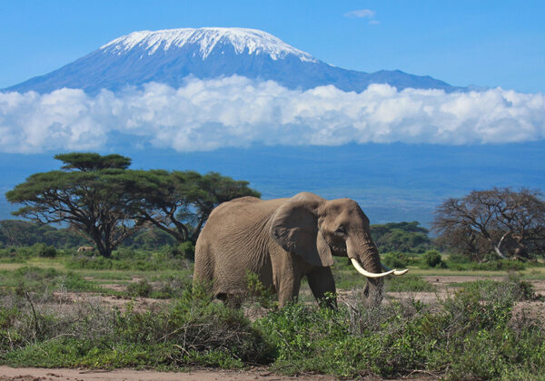 Discover all that is special about Africa's leading safari destination