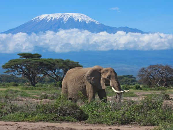 Discover all that is special about Africa's leading safari destination
