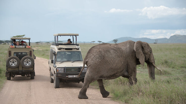 Do you arrange group Jeep sharing safari tours at Safari Trips to Kenya