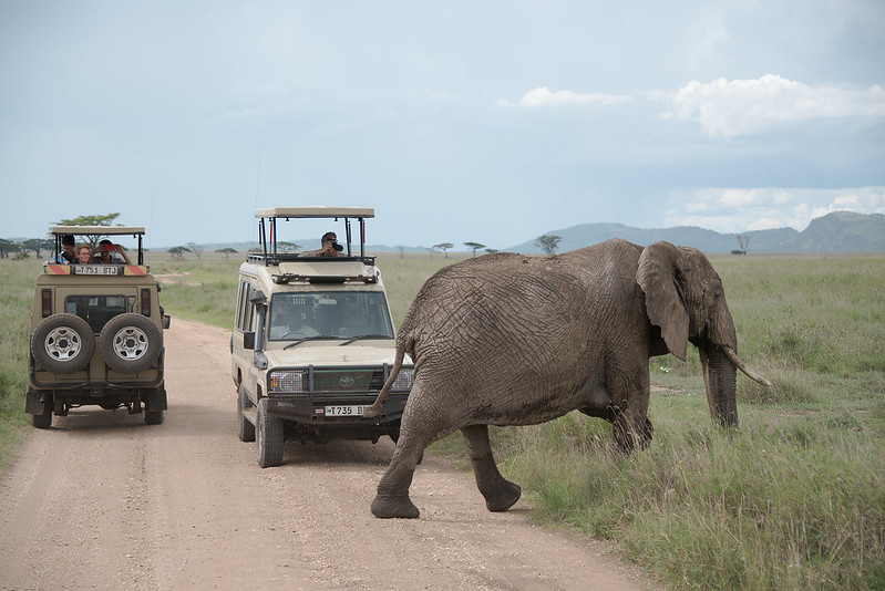 Do you arrange group Jeep sharing safari tours at Safari Trips to Kenya