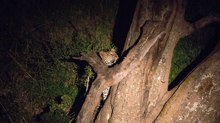 Dramatic Night Safaris