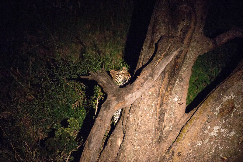 Dramatic Night Safaris