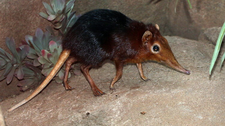 Africa’s “Little Five” Small Wild Animals