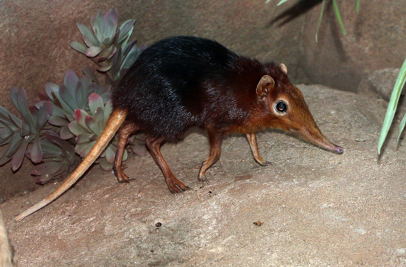 Africa’s “Little Five” Small Wild Animals