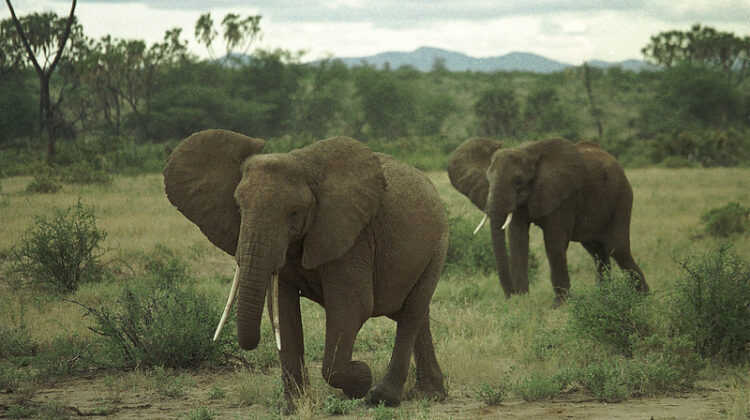 Elephants and Rainforest on the Kenya Coast