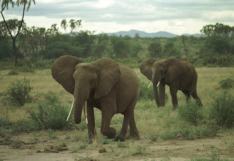 Elephants and Rainforest on the Kenya Coast