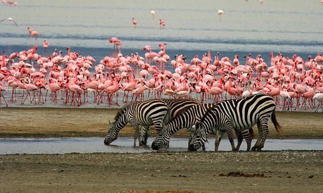 FULL DAY – LAKE MANYARA NATIONAL PARK SAFARI FROM ARUSHA