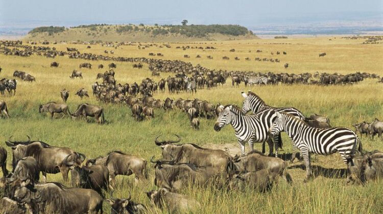 Get Up Close To Kenya’s Wildlife