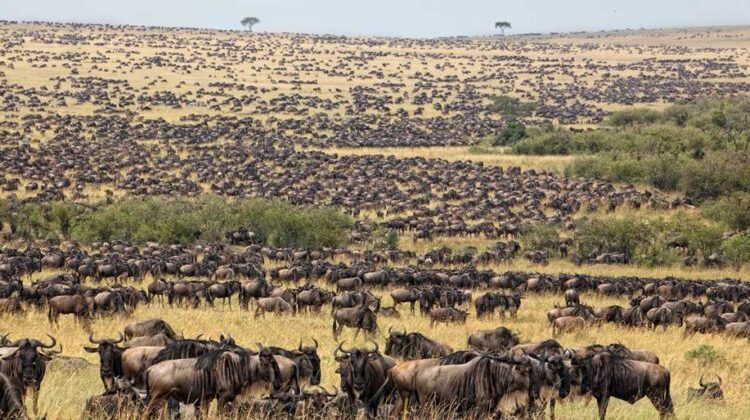 Great Wildebeest Migration Safari Guide