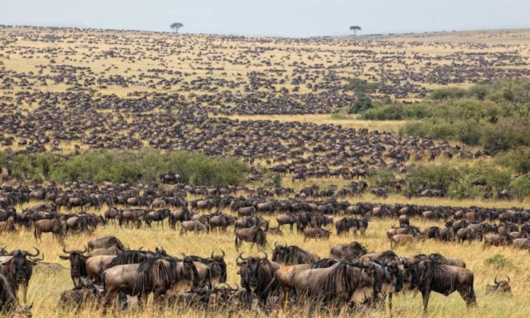 Great Wildebeest Migration Safari Guide