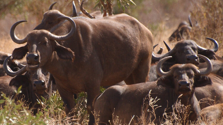 How To Afford a Kenya Safari